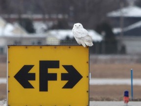 A Snowy Owl perched on a sign at Windsor airport on Dec. 31, 2013. (Jason Kryk / The Windsor Star)