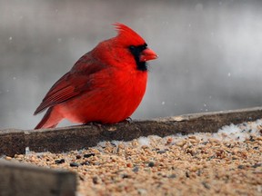 On a grey winter day, a male  cardinal creates a striking contrast during the New Year's Day bird count event at Ojibway Nature Centre on Matchette Road on Wednesday, Jan. 1, 2014. (NICK BRANCACCIO/The Windsor Star)