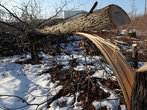 Trees cut down on Walker Road properties near E.C. Row January 14, 2014. (NICK BRANCACCIO/The Windsor Star)