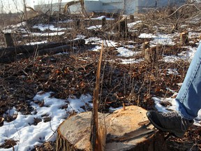 Trees were levelled on the property next to the proposed Greek community centre on Walker Road near E.C. Row on  January 14, 2014. (NICK BRANCACCIO/The Windsor Star)