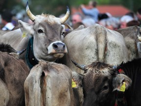 File photo of cows during the annual Viehscheid cattle drive near Bad Hindelang, Germany.   (Photo by Lennart Preiss/Getty Images)