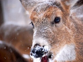 A deer at Ojibway Park. (Beata Piaskowska/Special to The Star)