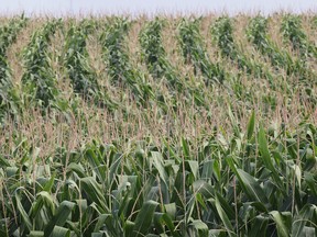 File photo of a corn field. (Windsor Star files)