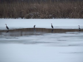 Herons in River Canard. (Special to The Star)