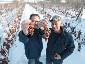 Colio Wines Vice-President -Winemaking Lawrence Buhler, left, and Kevin Donohue, Viticulturalist/ Vineyard Manager, during harvest of icewine in Harrow, Ontario on January 6, 2014.  (JASON KRYK/The Windsor Star)