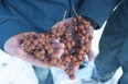 Colio Wines Vice-President -Winemaking Lawrence Buhler, left, and Kevin Donohue, Viticulturalist/ Vineyard Manager, display frozen grapes during harvest of icewine in Harrow, Ontario on January 6, 2014.  (JASON KRYK/The Windsor Star)