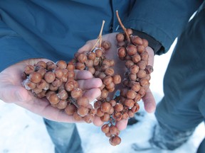 Colio Wines Vice-President -Winemaking Lawrence Buhler, left, and Kevin Donohue, Viticulturalist/ Vineyard Manager, display frozen grapes during harvest of icewine in Harrow, Ontario on January 6, 2014.  (JASON KRYK/The Windsor Star)