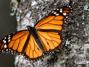 In this Dec. 9, 2011 file photo, a monarch butterfly perches on a tree at the Sierra Chincua Sanctuary in the mountains of Mexico's Michoacan state. The number of monarch butterflies wintering in Mexico has plunged to its lowest level since studies began in 1993. A report released on Wednesday, Jan. 29, 2014 by the World Wildlife Fund, Mexico’s Environment Department and the Natural Protected Areas Commission blames the dramatic decline on the insect's loss of habitat due to illegal logging in Mexico’s mountaintop forests and the massive displacement of its food source, the milkweed plant. (AP Photo/Marco Ugarte, File)