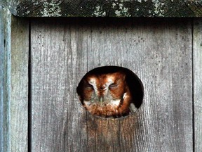 An Eastern screech owl is seen in this file photo. (Nick Brancaccio/The Windsor Star)