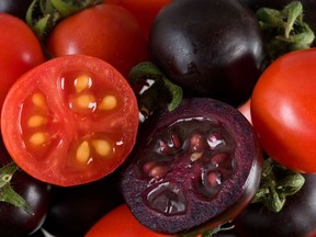 Handout photo of purple and regular tomatoes.