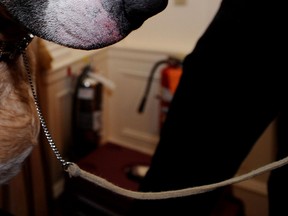 File photo of a dog and chain/leash. (Windsor Star files)
