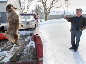 Jon Parks is shown with his Australian shepherd named Pupdog, Thursday, Jan. 9, 2014, at his Amherstburg, Ont. farm. Parks says he thinks the town of Essex which is predominately rural should amend its bylaw to allow working farm dogs to ride in the back of trucks that are licensed as farm vehicles. (DAN JANISSE/The Windsor Star)