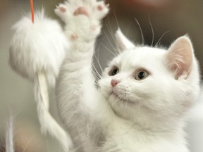 A British Shorthair kitten plays with a toy mouse during an international feline beauty competition in Bucharest, Romania, held last April. (Vadim Ghirda/ Associated Press files)