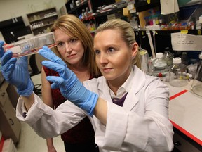 Lisa Porter, left, and Dorota Lubanska look at human brain cancer cells at the University of Windsor on Thursday, January 16, 2013.                         (TYLER BROWNBRIDGE/The Windsor Star)