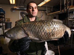 Kevin Sprague, a conservation officer with the Ministry of Natural Resources displays one type of Asian Carp species that were seized at the Windsor/Detroit border. An Edmonton trucking company was busted for importing a large quantity of the fish into Canada and fined $70,000. (DAN JANISSE/The Windsor Star)