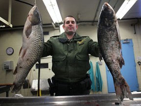 Kevin Sprague, a conservation officer with the Ministry of Natural Resources, displays  Asian carp that were seized at the Windsor/Detroit border. (DAN JANISSE/The Windsor Star)