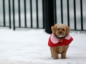 Belle, a cockapoo, tries to stay warm on Windsor's riverfront in this December 2010 file photo. (Dax Melmer / The Windsor Star)