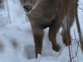 A deer walks in deep snow Tues. Jan. 7, 2014, at the Ojibway Park in Windsor, Ont.  (DAN JANISSE/The Windsor Star)