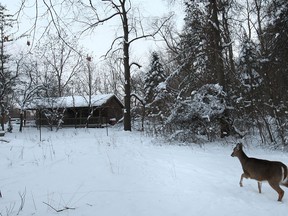 A deer walks in deep snow on a freezing Tuesday, Jan. 7, 2014, at the Ojibway Park in Windsor, Ont.  (DAN JANISSE/The Windsor Star)