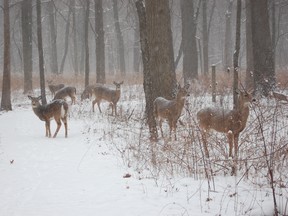 A deer cull on Point Pelee. (Windsor Star files)