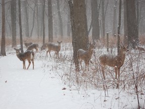 Deers on Point Pelee.