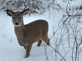 A curious deer takes a look at the Windsor Star photographer on Tues. Jan. 7, 2014, at the Ojibway Park in Windsor, Ont.  (DAN JANISSE/The Windsor Star)