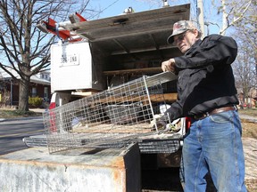 Ted Foreman, the owner of Bob's Animal Removal prepares an animal trap on Mar. 6, 2012, in Windsor, Ont.   (DAN JANISSE/The Windsor Star)