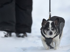 Skip the Jack Russell/Chihuahua mix was dressed for the elements as he walked along Parent Ave. with his owner on Monday, Jan. 27, 2014.  (DAN JANISSE/The Windsor Star)