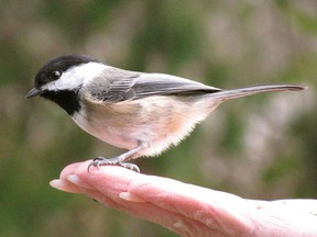 Keeping bird feeders full this time of year helps keep those beautiful creatures alive and well. (Courtesy of Mark Cullen)