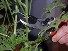 Sharp branch cutters are required when taking cuttings. (Courtesy of Mark Cullen)