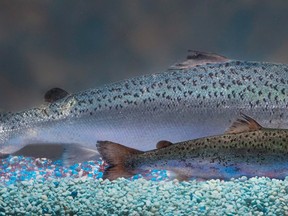This 2010 handout photo provided by AquaBounty Technologies shows two same-age salmon, a genetically modified salmon, rear, and a non-genetically modified salmon, foreground.