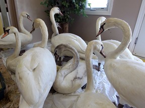 Mute swans recover at Wings Rehab Centre in Amherstburg. (NICK BRANCACCIO/The Windsor Star)