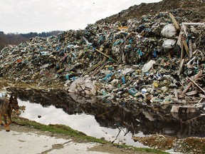 A stray dog walks alongside a garbage dump in Sochi National Park in a photo taken in 2011. (PHOTO: OLGA NOSKOVETS file)