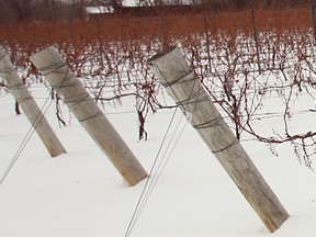 File photo of frozen grape vines. (Windsor Star files)