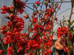 The Naturalized Habitat Network has launched a healing gardens program which will begin in March 2014 and is looking for about 100 people from Windsor or Essex County to take part in it. (Windsor Star files)