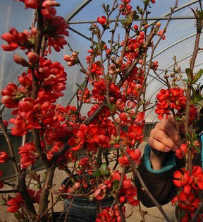 The Naturalized Habitat Network has launched a healing gardens program which will begin in March 2014 and is looking for about 100 people from Windsor or Essex County to take part in it. (Windsor Star files)