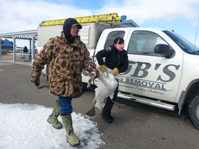 A swan rescue was launched at Lakeview Marina in Windsor on Feb. 27, 2014. (Shelby Wye/The Windsor Star)
