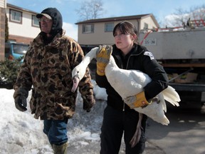 Nathalie Crerar from the Windsor Essex Humane Society, and Ted Foreman from Bob's Animal Removal rescue one of several swans from Little River in Windsor, Ont. on February 27, 2014.  Several swans were frozen in ice near the Detroit River and Little River.  Several died. (JASON KRYK/The Windsor Star)