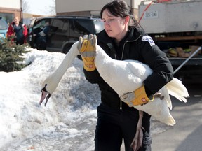 Nathalie Crerar from the Windsor Essex Humane Society rescues one of several swans from Little River in Windsor, Ont. on February 27, 2014. Several swans were rescued after becoming frozen in the Detroit River and Little River.  (JASON KRYK/The Windsor Star)