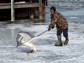 Ted Foreman from Bob's Animal Rescue, captures one of several swans from the Detroit River in Windsor, Ont. on February 27, 2014. (JASON KRYK/The Windsor Star)