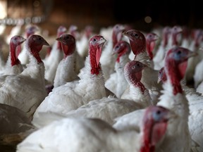 File photo of turkeys. (Windsor Star files)