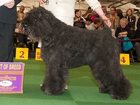 Here is Stonepillar’s Steel Blu, who is a Bouvier des Flandres and won best in breed at the Westminster Kennel Club competition in New York. (Courtesy of Westminster Kennel Club)