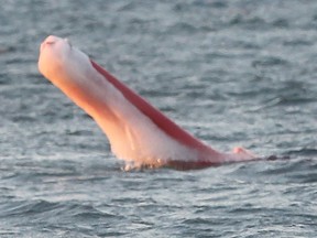 Windsor Police received more than one call Fri. Feb. 7, 2014, about this object floating in the Detroit river east of the Ambassador Bridge.  (DAN JANISSE/The Windsor Star)