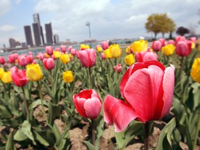 In this file photo, flowers bloom in Dieppe Gardens on Windsor's waterfront. (Windsor Star - Tyler Brownbridge)