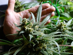 A plant at a medical marijuana growing operation in Seattle, Washington, is shown in this May 2013 file photo. (Ted S. Warren / AP)