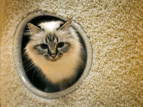 Disc disease is more common in middle-aged to older cats and the signs can vary. (DANIEL NAUPOLD / AFP / Getty Images)