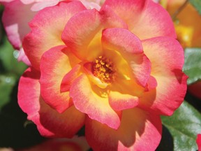 Research into creating new varieties of roses and other ornamental plants can boost this country’s horticultural footprint. (Courtesy of Mark Cullen)