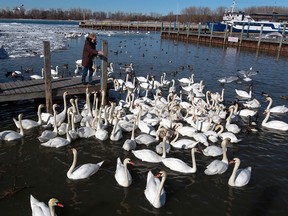 Files: Sandra Wilson of Windsor feeds about 200 mute swans, assorted ducks and gulls at Lakeview Park Marina Monday March 17, 2014.  (NICK BRANCACCIO/The Windsor Star)