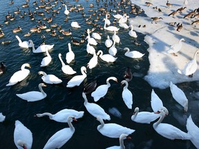 Swans and ducks are pictured Monday, March 3, 2014, at the Lakeview Marina in Windsor, Ont. Extended ice cover has made the task of finding food difficult for the birds. (DAN JANISSE/The Windsor Star)