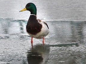 A mallard duck looks for food Monday, March 24, 2014, at the Chewett Beach in Windsor, Ont. The unseasonably cold weather has made life hard on migratory birds.  (DAN JANISSE/The Windsor Star)